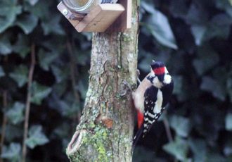 Vogels tellen in de tuin