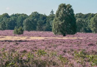 Natura 2000 Sallandse Heuvelrug  Provinciaal Inpassingsplan (PIP) vastgesteld