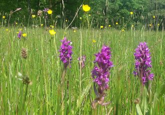 Orchideeën en wilde flora van het Springendal