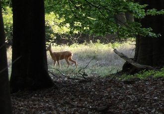 Goed bezochte excursie langs de bronnen en de beken van het Springendal