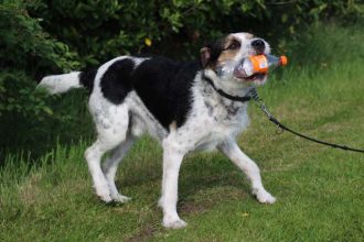 Milieuhond Boet houdt de berm schoon