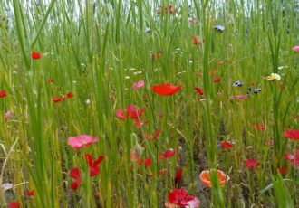 Leden harmonie Caecilia op pad met bloemen, planten en potgrond