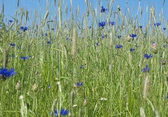 Wandeling langs de essen en akkers vol bloemenpracht van het Springendal