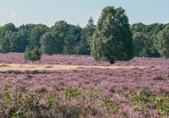 Struinen door de heide vanaf Hoeve Springendal