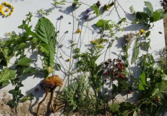 Jeugdnatuurclub combineert ‘Kunst en Natuur’