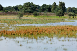 OpStap in natuurgebied de Bergvennen