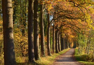 Herfstwandeling door het Springendal