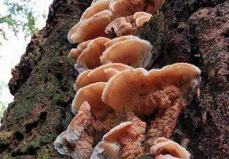 Herfstwandeling laat veel paddenstoelen in al haar natuurlijke pracht zien