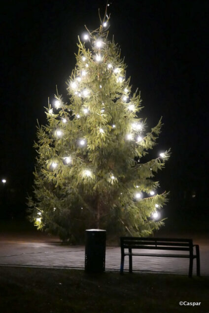 Jeugd KOSC zamelt kerstbomen in