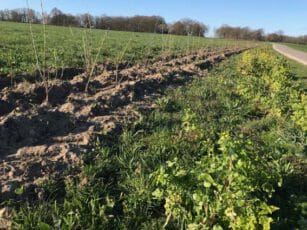 Houtwallen en insectenstroken op de Ageler Es