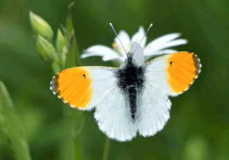 ‘Versterken biodiversiteit is een taak van ons allemaal’