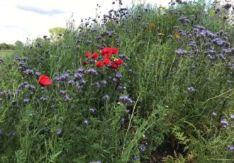 Anders maaien voor  biodiversiteit