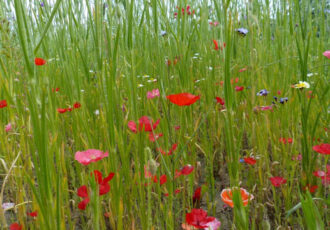 Anders maaien voor de biodiversiteit