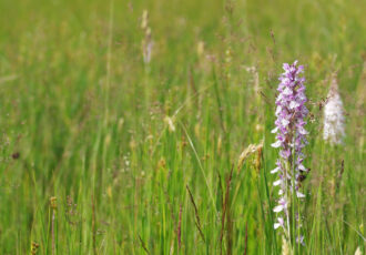 Bos- en houtwalbeheer in Reutum