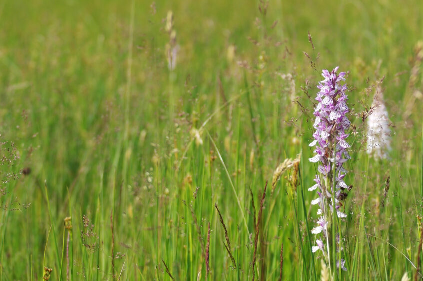 Bos- en houtwalbeheer in Reutum