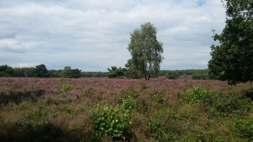 Struinen door de pimpelpaarse hei op het Springendal