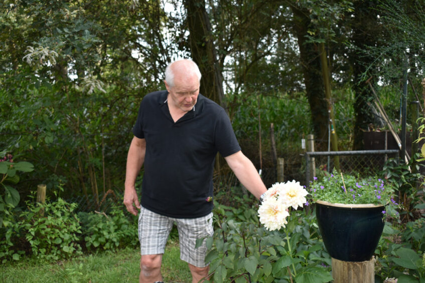 Veelsoortige dahlia’s snijden op de ‘Fleurderij van Duijn’