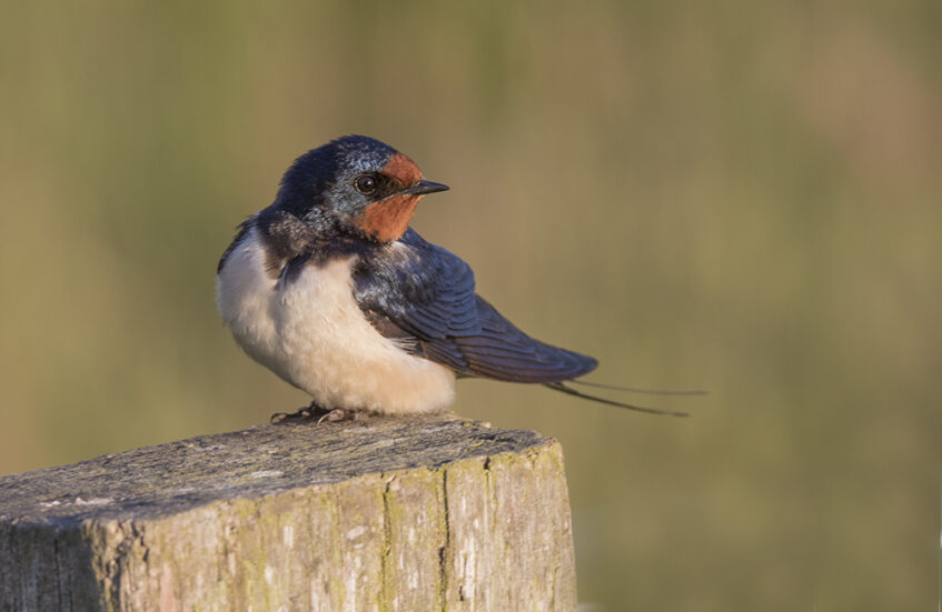 Succesvol en goed weidevogelseizoen in Ottershagen!