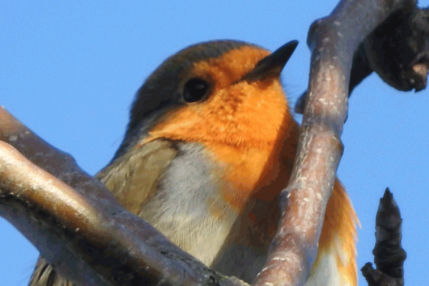 Cursus Aardebezieling 2021 in de vorm van Natuurwandelingen