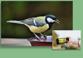 Vogelzaad voor vogels op het schoolplein