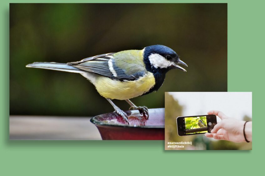 Vogelzaad voor vogels op het schoolplein