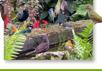 Vogels tellen in tuin of op balkon