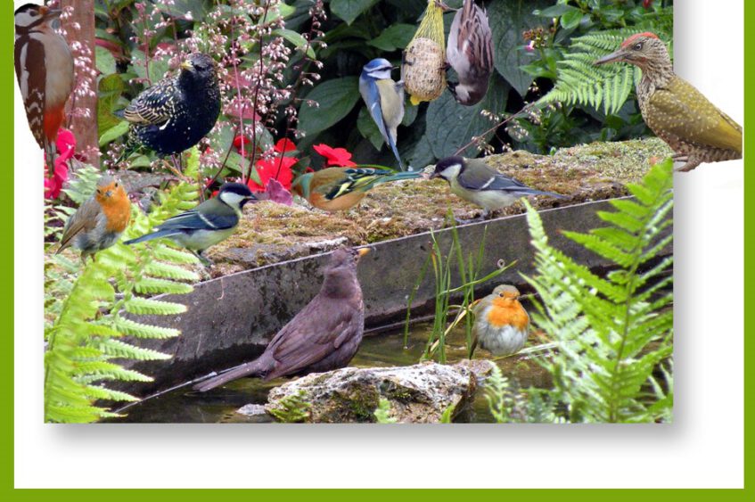 Vogels tellen in tuin of op balkon