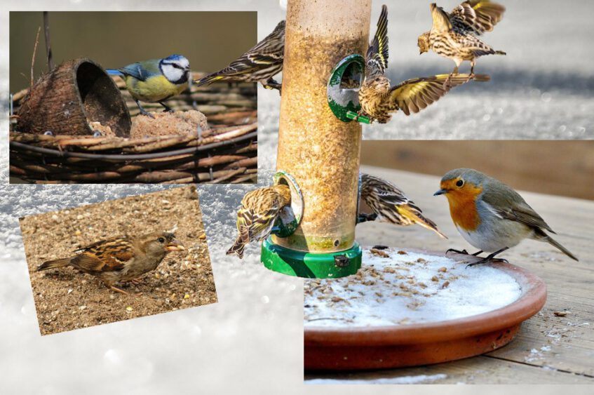 Voeren van vogels echt nodig met dit winterweer