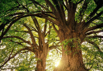 Bomen met een monumentale status