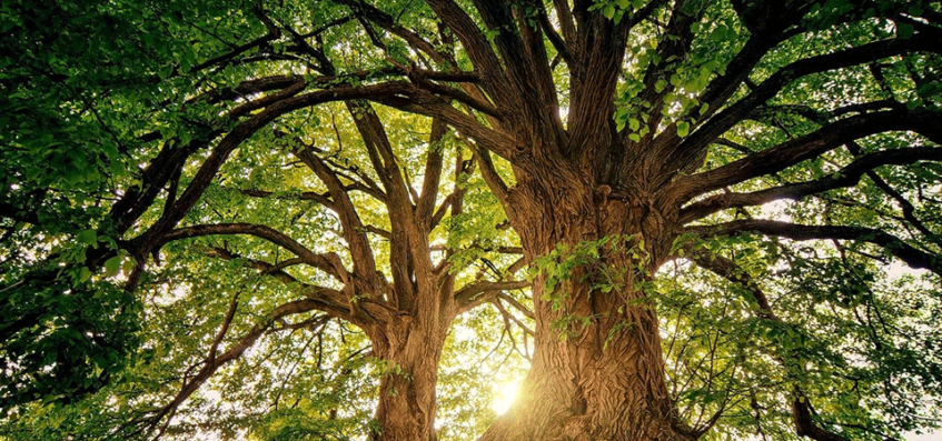 Bomen met een monumentale status