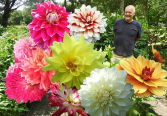 Dahlia een koninklijke bloem onder de bloemen