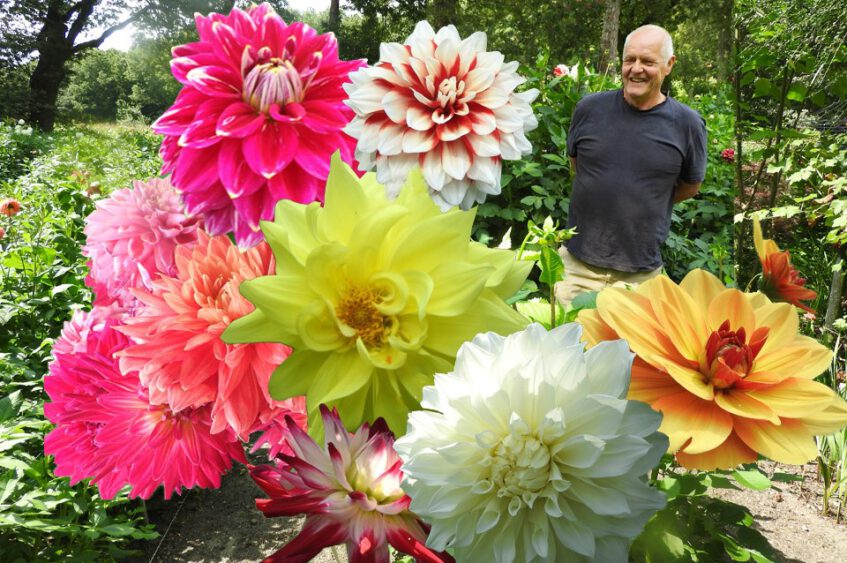 Dahlia een koninklijke bloem onder de bloemen