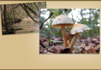 Herfstwandeling door het Springendal