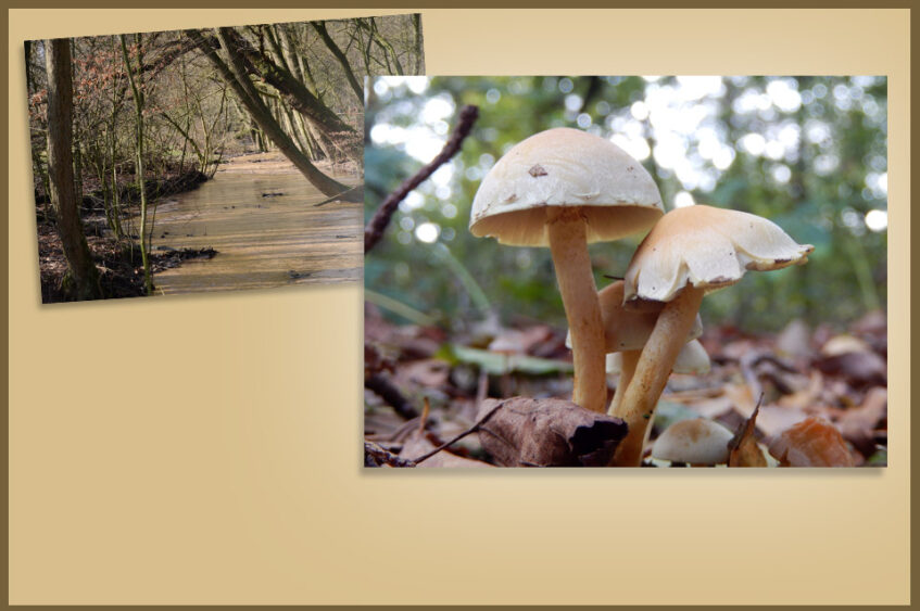 Herfstwandeling door het Springendal