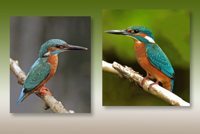 Derde Landelijke IJsvogeldag in Denekamp