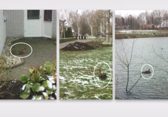 Moeder eend met haar jongen trotseert de natuur