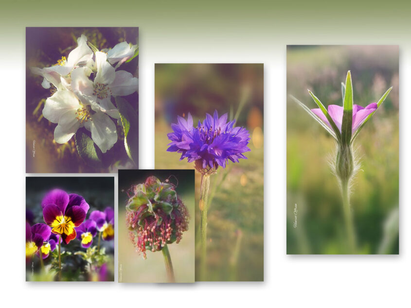 Waarom plukken spreeuwen bloemen?