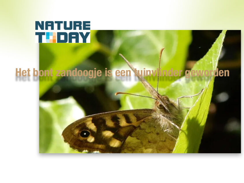 Nature Today Het bont zandoogje is een tuinvlinder geworden