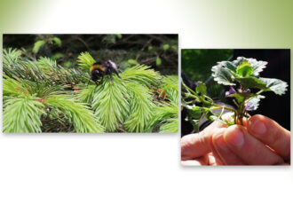 Duik een jaar lang in de wereld van eetbare wilde planten