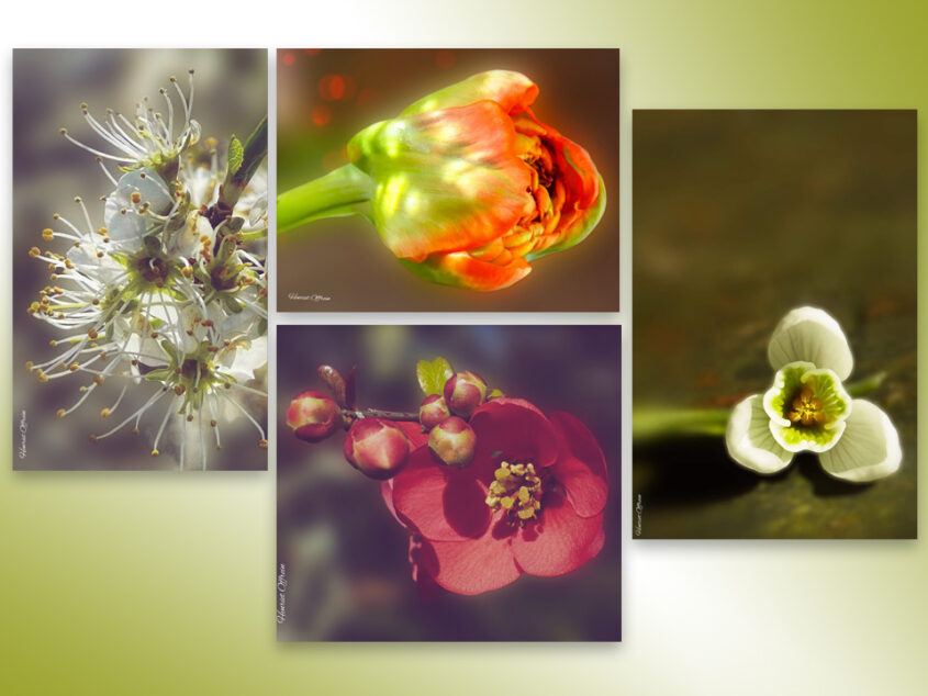 Lente in Twente met de foto’s van Henriet Offrein