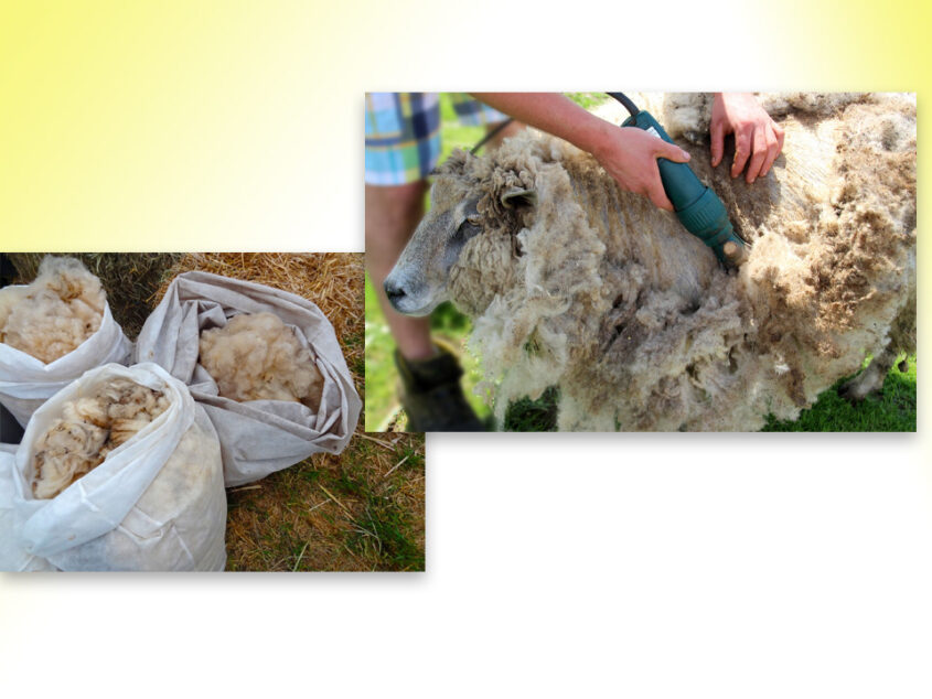 Schapen scheren op Hoeve Springendal