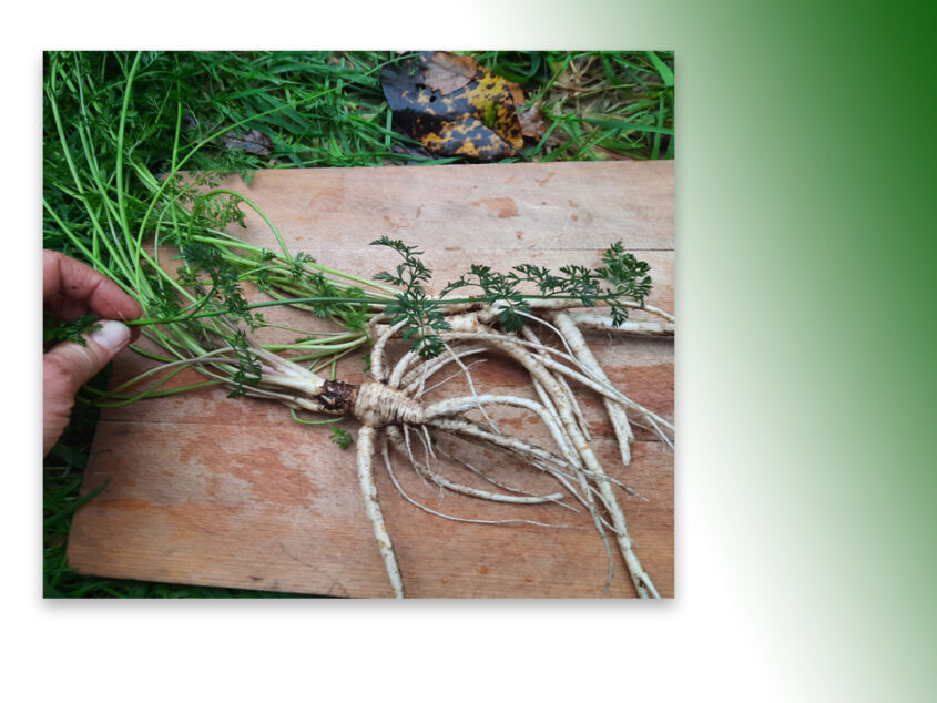 Eetbare wilde planten in de herfst