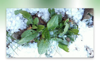 Kerstwandeling met eetbare wilde planten en verassende kampvuurlunch