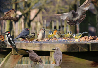 Geef de Vogelwerkgroep Ootmarsum een passend cadeau