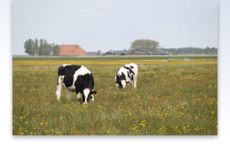 Gemeentes steunen initiatief voor meer kruidenrijk grasland