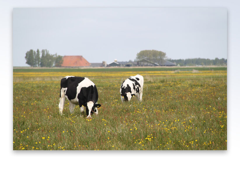 Gemeentes steunen initiatief voor meer kruidenrijk grasland