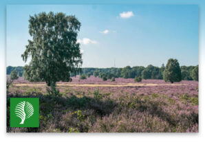 Genieten van het paarse schoon tijdens heidewandeling