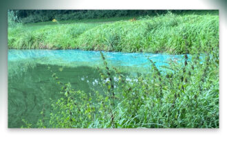 Blauwalg in de grote visvijver