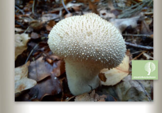 Geniet deze herfst buiten mét Staatsbosbeheer.