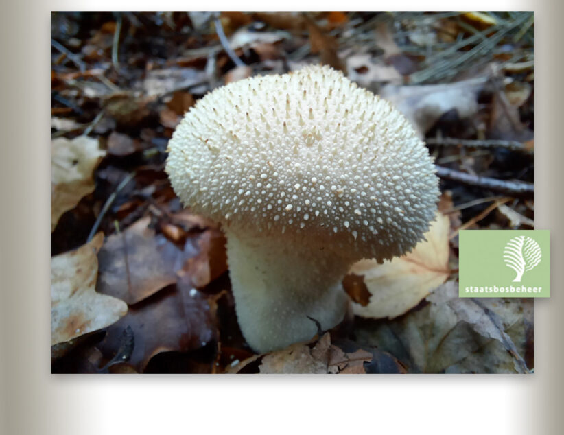 Geniet deze herfst buiten mét Staatsbosbeheer.